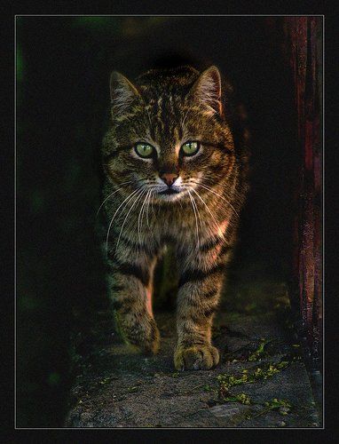 Ученый кот