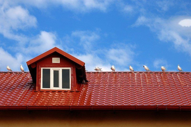 чайки, равные промежутки, иерархия, ареал Кто шагает дружно в ряд? фото превью