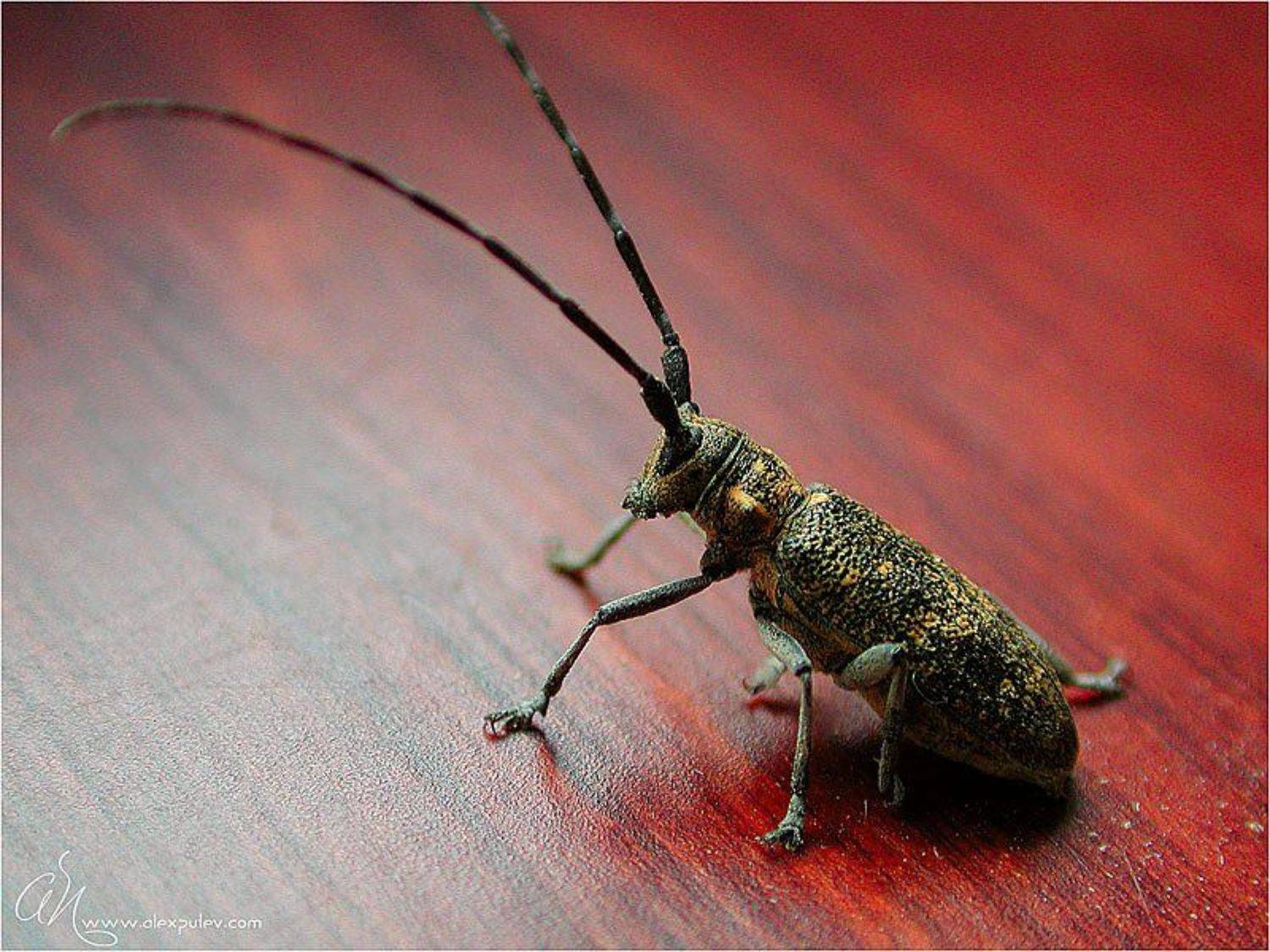 nikon coolpix 990,макро,монстр, Александр Путев