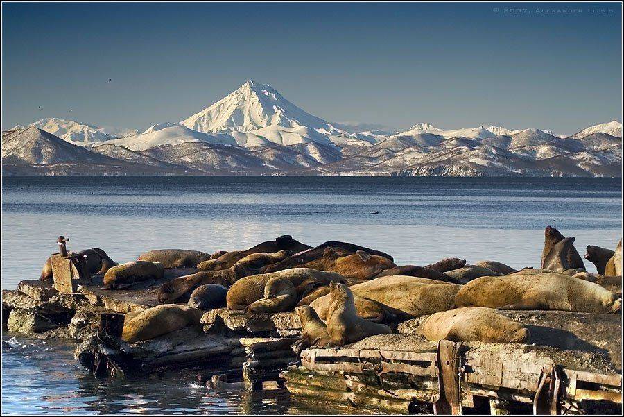 морской лев, сивучи, лежбище, пирс, море, горы, вулкан, камчатка, Александр Лицис