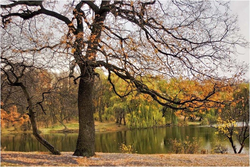 Столетняя осень фото превью