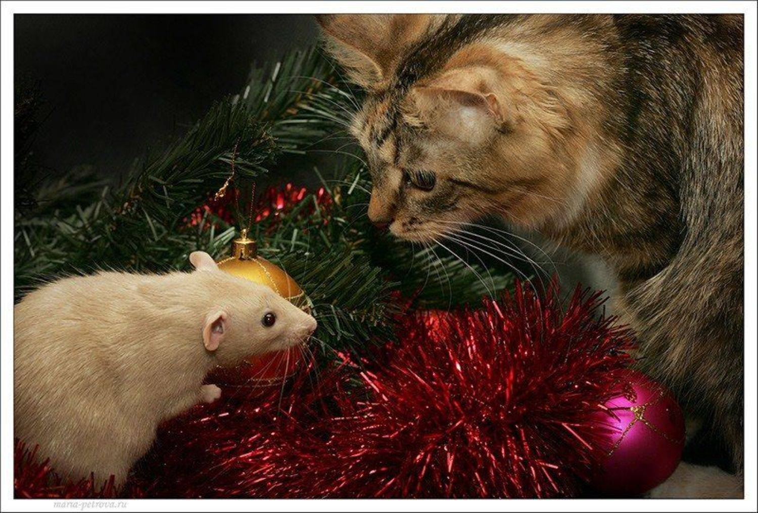 кошка, мышка, Петрова Мария