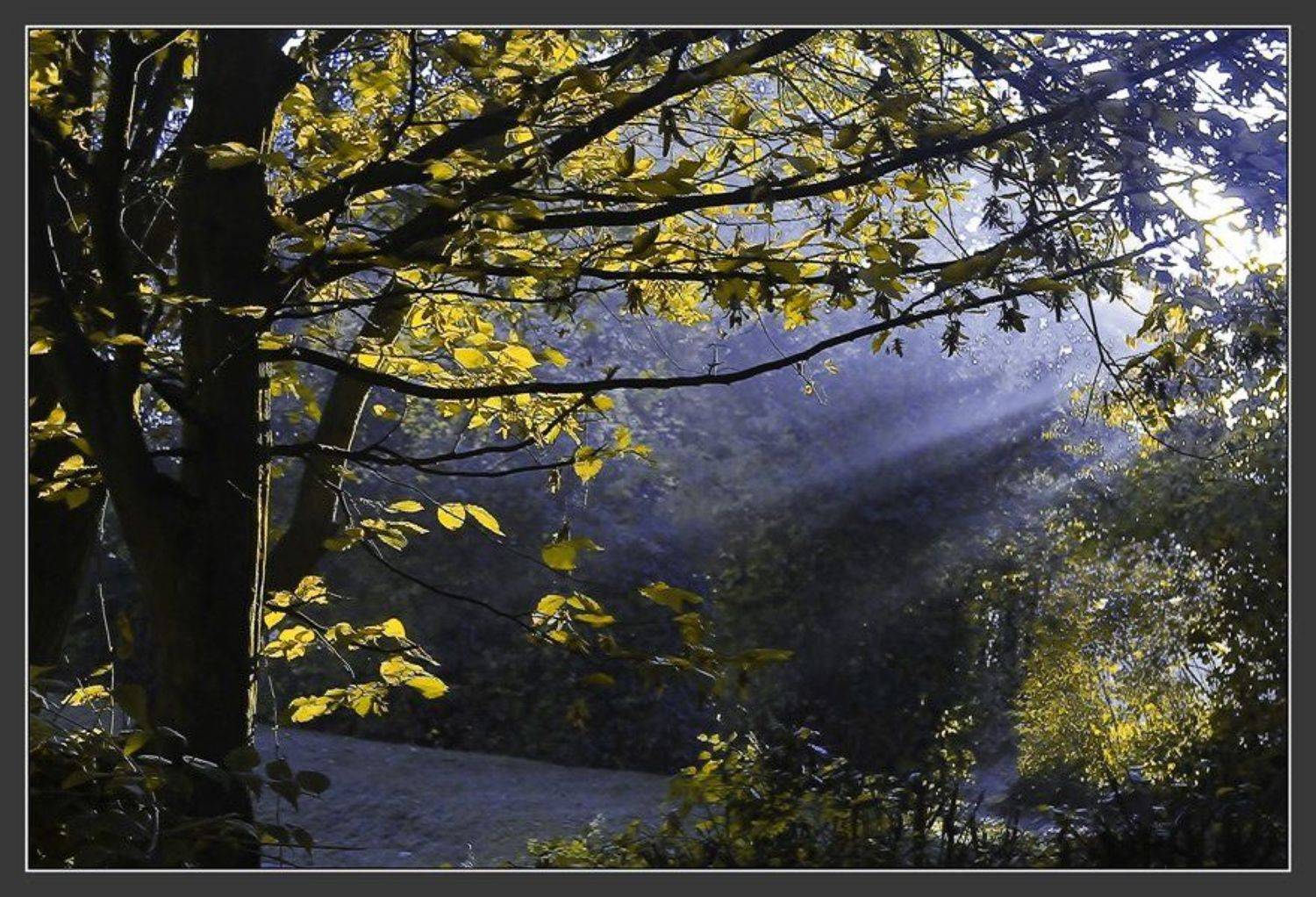 утро, туман, синий, Valziwa