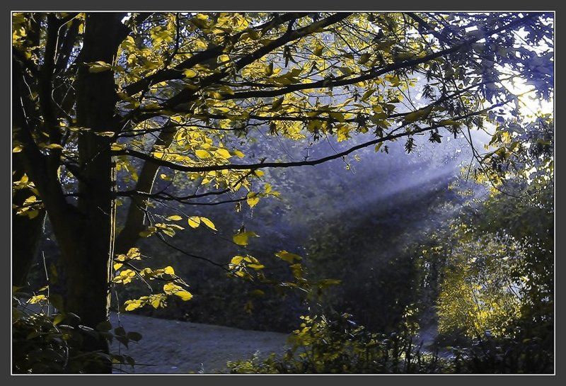 утро, туман, синий Синий туман фото превью