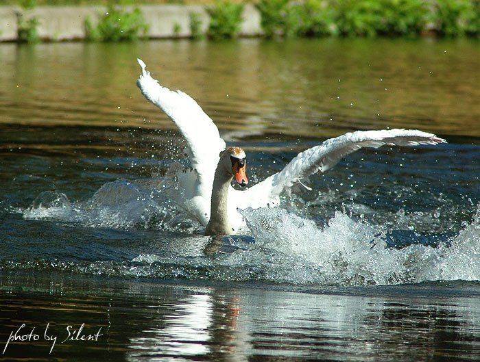 лебедь, брызги, Silent