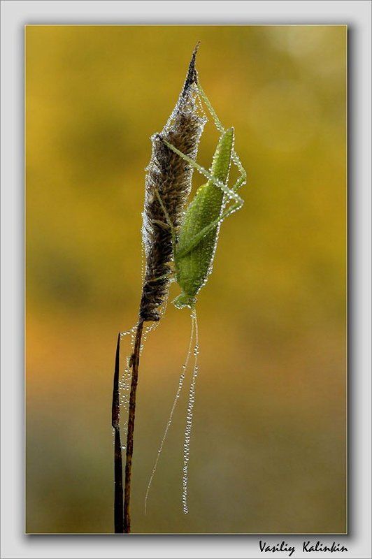 Утренний душ фото превью
