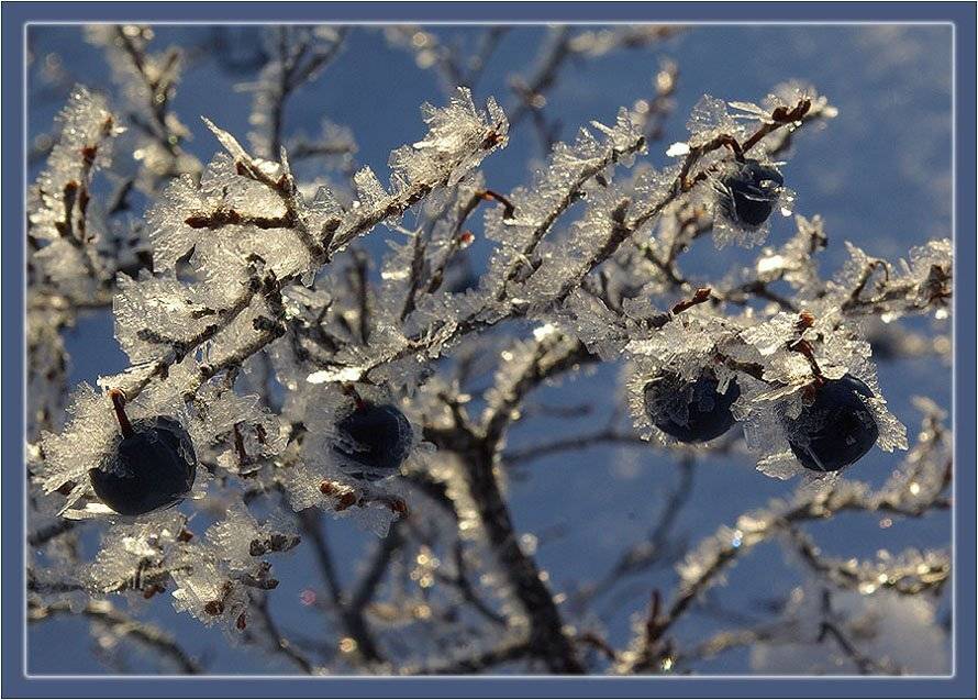 голубика иней, Солодухин Виктор
