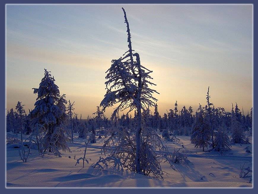 тайга зима вечер, Солодухин Виктор