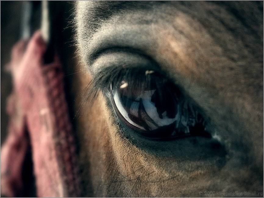 pilgrim, жанр, Pilgrim