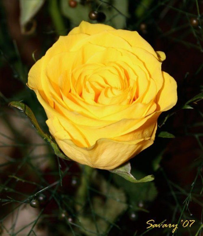 роза Rose фото превью