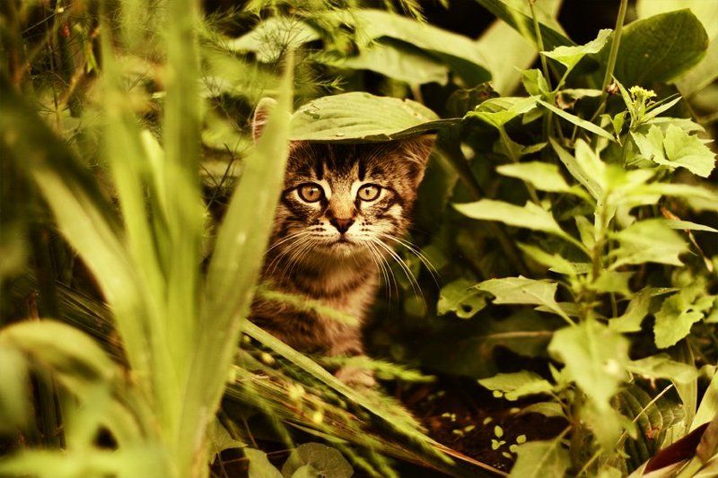 kamushek *** фото превью