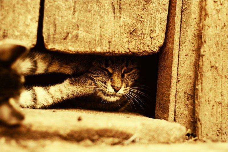 kamushek *** фото превью