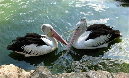 Пеликанья любовь