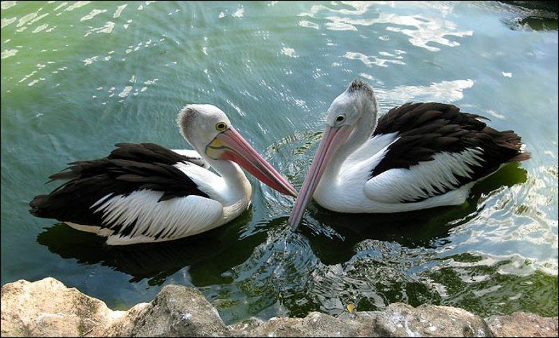 сингапур, птичий парк, пеликан, любовь Пеликанья любовь фото превью