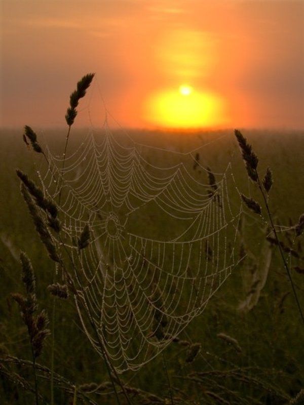 закат, паутина Паутина фото превью