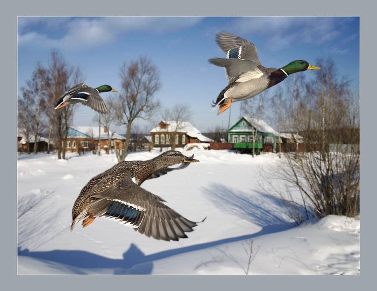 , Михаил Курцев