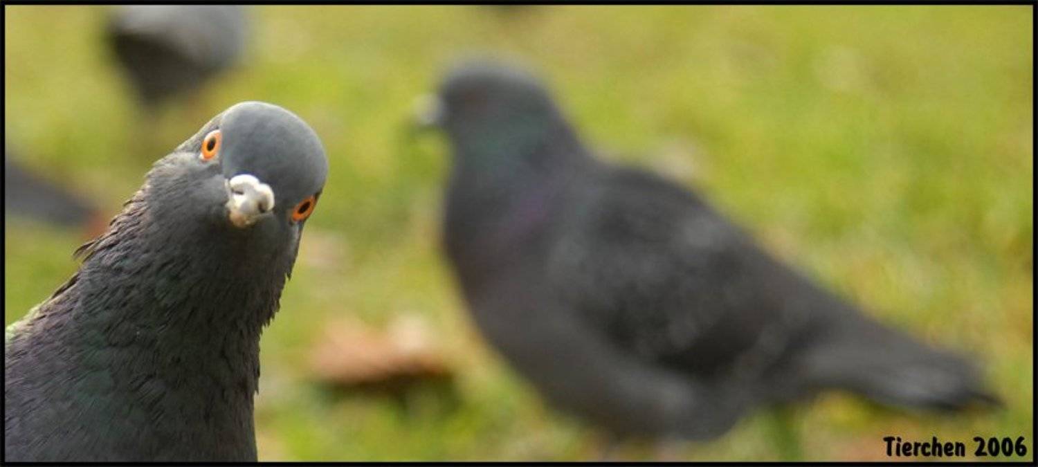 голубь, офигевший, привет, птица, кучиев александр, Кучиев Александр