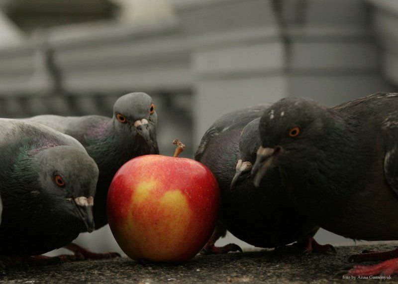 голод,птицы,яблоко,круглый стол,пир,еда.добыча Птичий голод фото превью