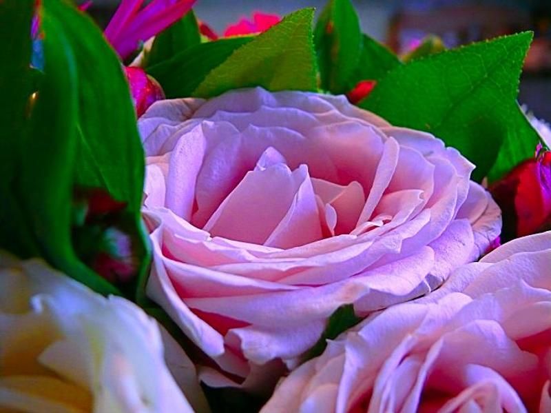 цветок, роза, природа бутуз фото превью