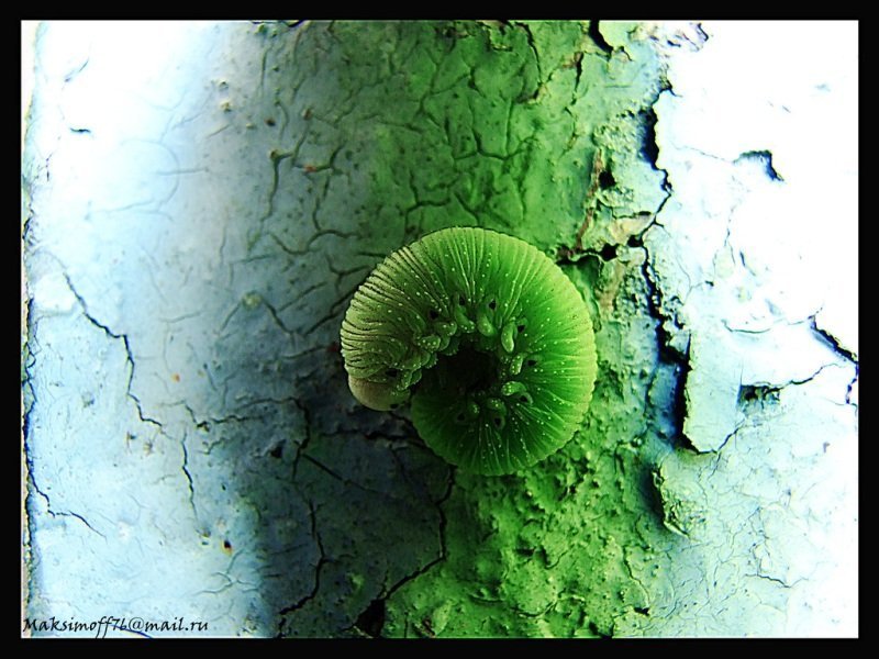 ? фото превью