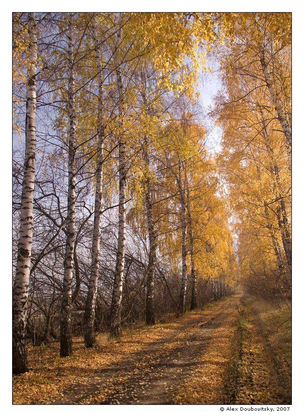 осень, березы, дорога, Александр Дубовицкий
