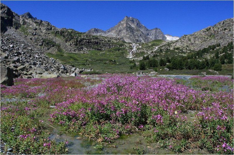 алтай, водопад, цветы, дарашколь, радиалка * * * фото превью
