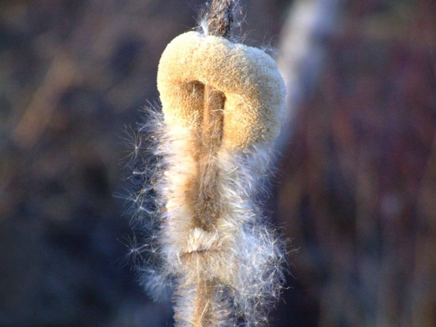 камыш,весна, Givi