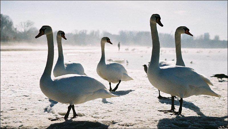 животные Лебеди фото превью