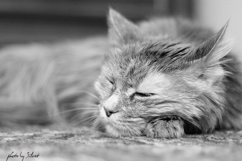 котик Какие сны она видит? фото превью
