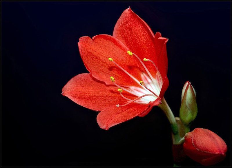 цветок Аленький цветочек фото превью