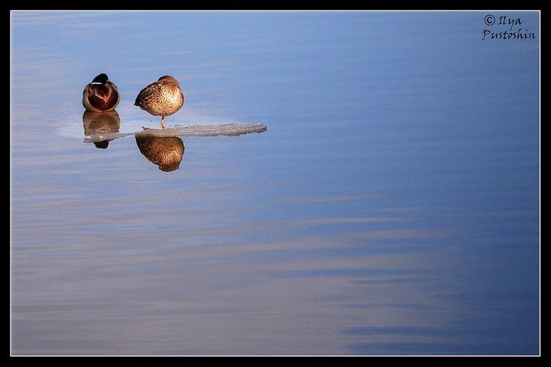 утки, птицы, весна, вода, река Утиная верность фото превью