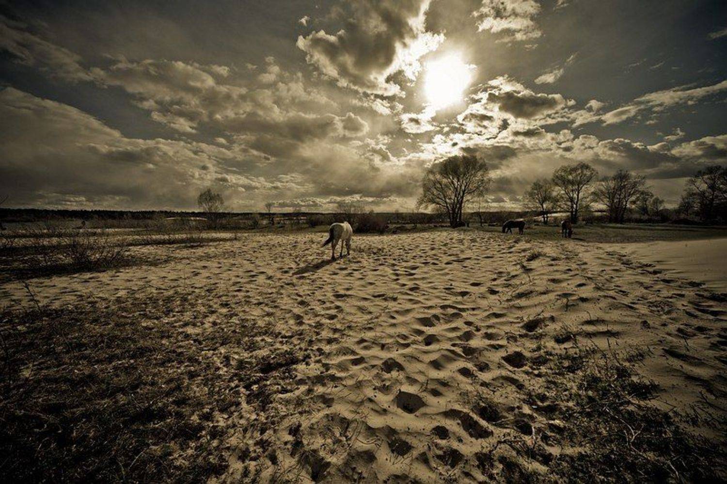 закат природа вечер лошади, Марк Пономаренко