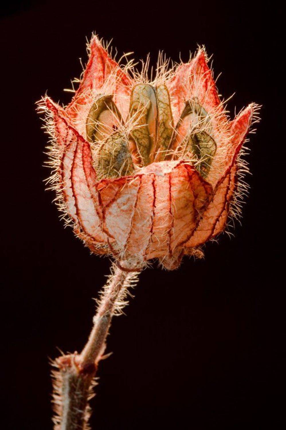 макро, Качурин Алексей