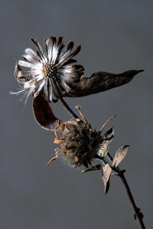 макро,сушняк И пусто и густо фото превью