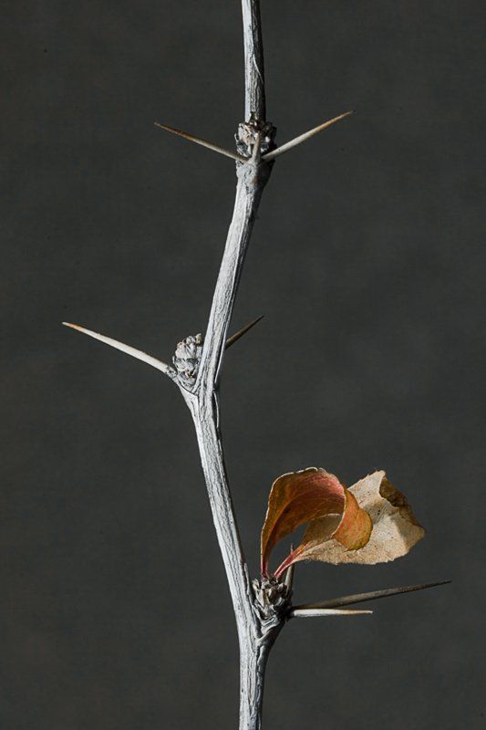 макро,ветка Последние фото превью