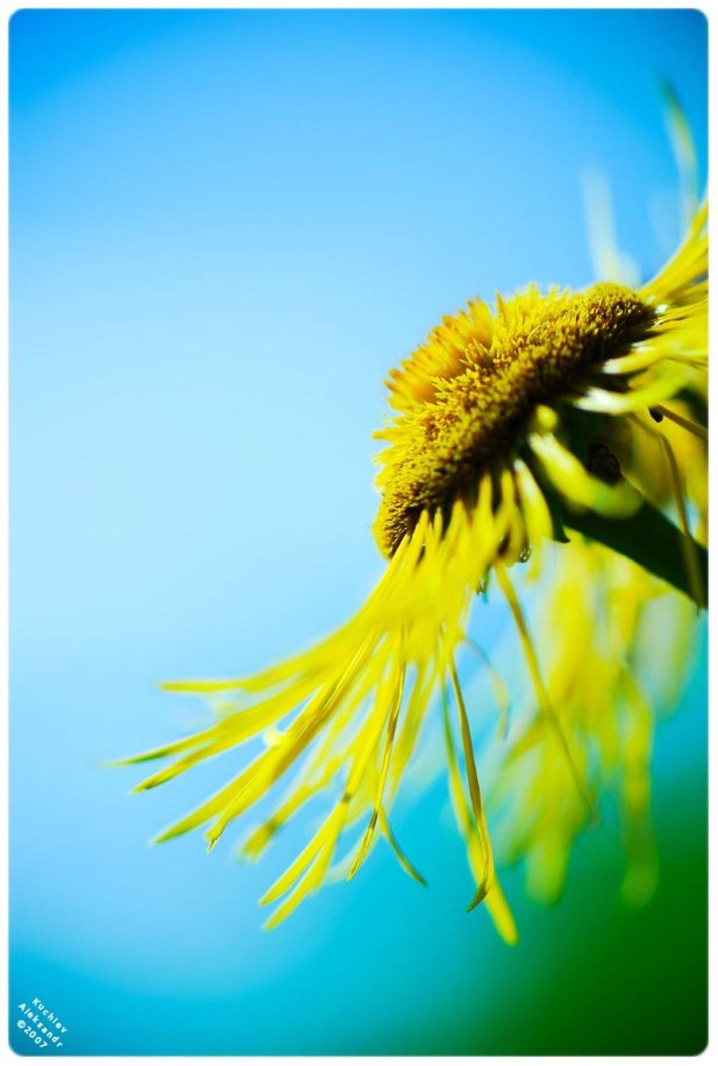 цветок, солнце, природа, красота, Кучиев Александр