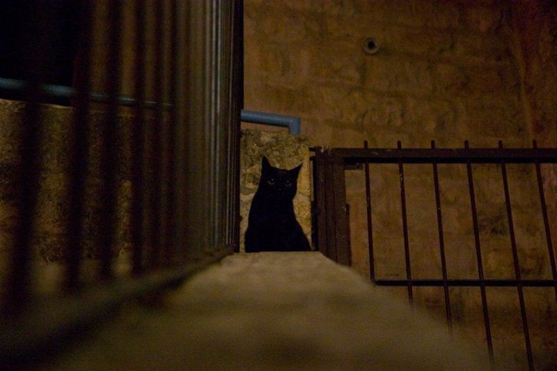 igalsc, genre, raw О любопытстве фото превью