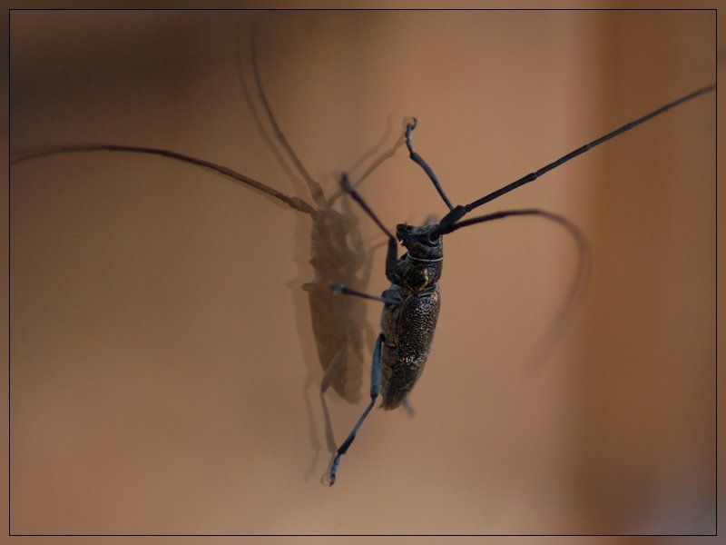 жук, зеркало, стекло у зеркала фото превью