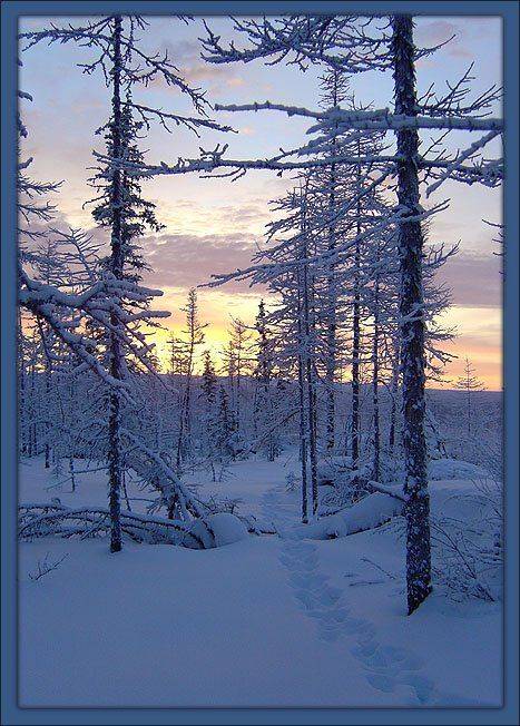 тропа тайга зима, Солодухин Виктор