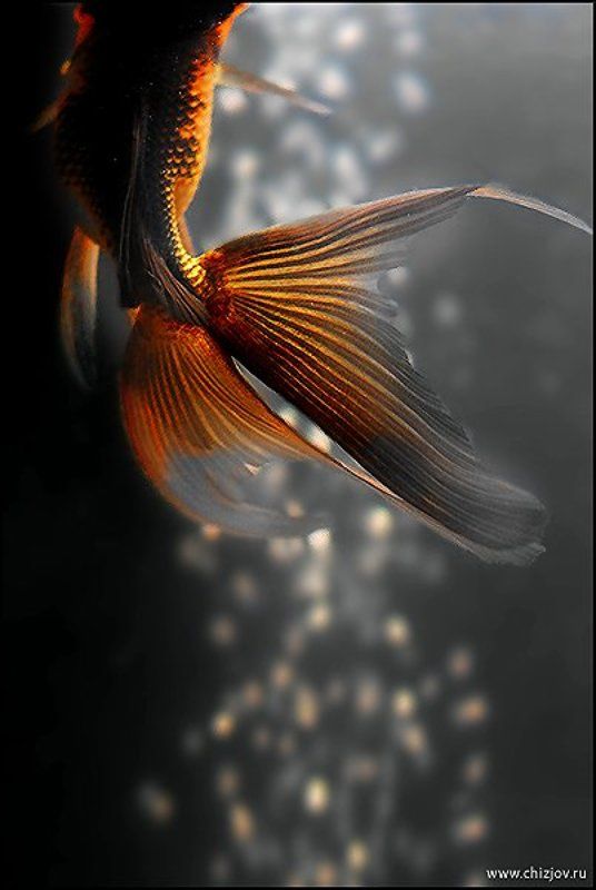 киль, рыбка Киль фото превью