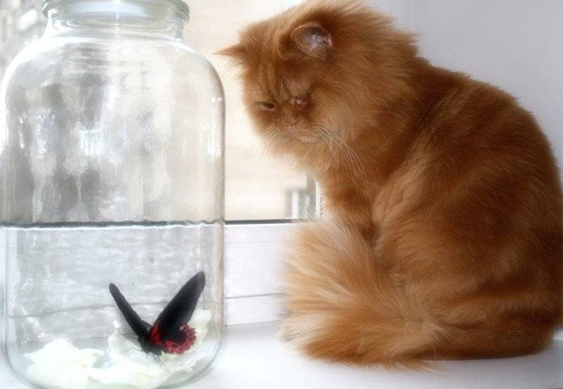 кото, кшиша, бабочка, Lelya