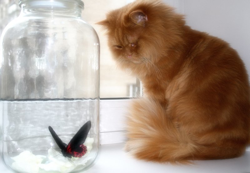 кото, кшиша, бабочка \