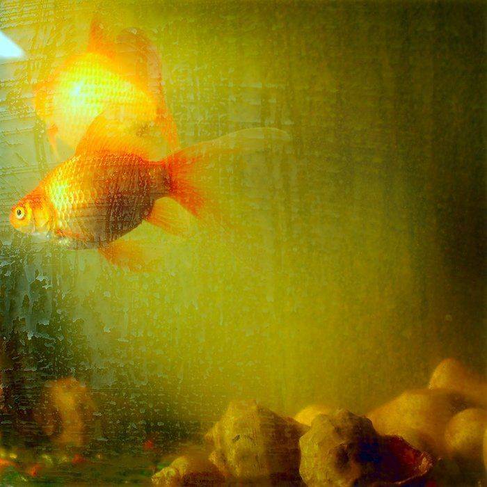 , Антон Салтанов