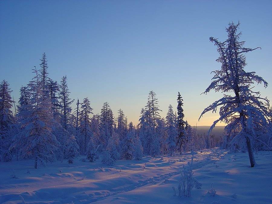 тайга рассвет зима, Солодухин Виктор