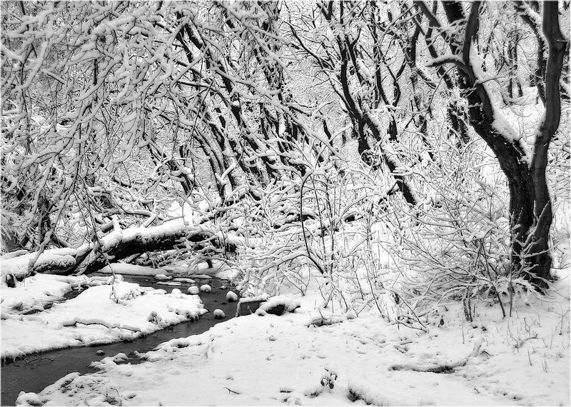 Нежная пушистость фото превью