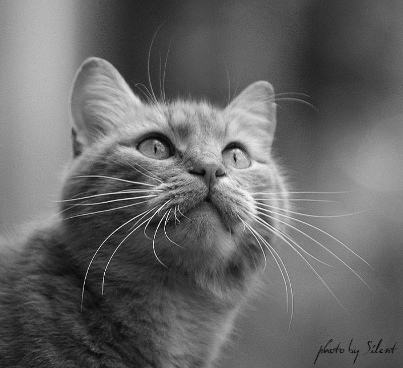 кот Теплые коты фото превью