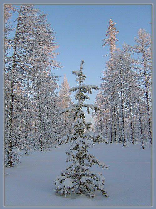 ёлочка зима тайга, Солодухин Виктор