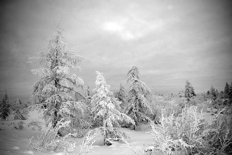 тайга зима север, Солодухин Виктор