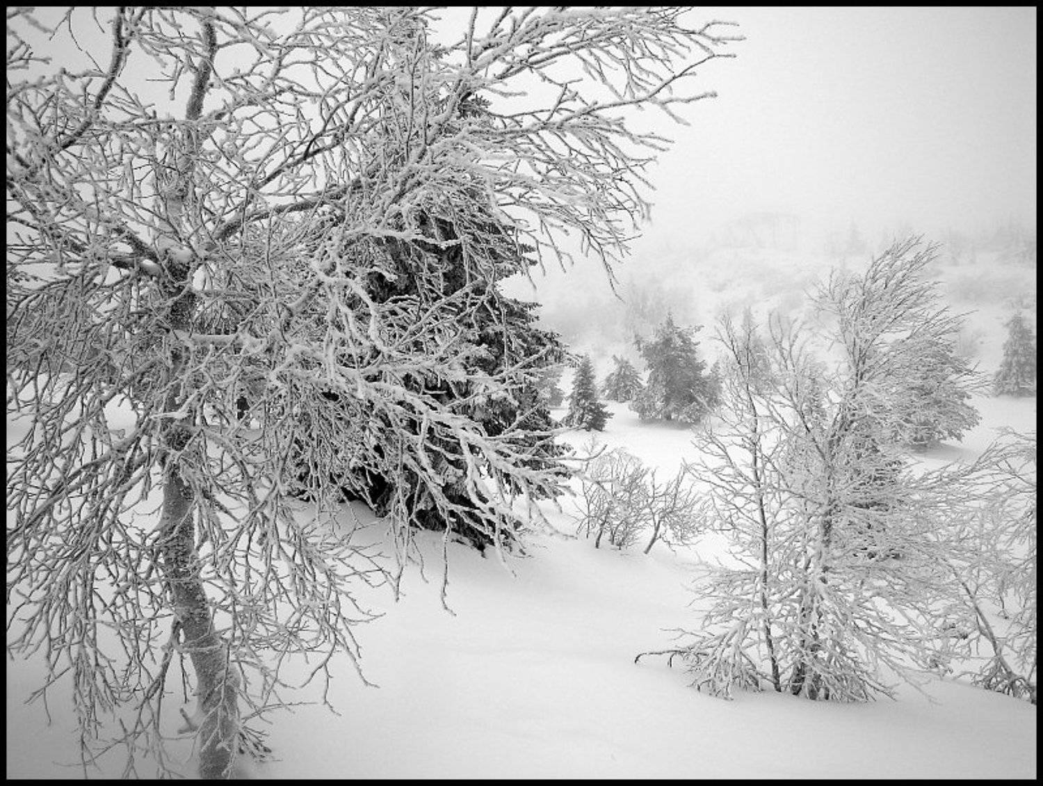 снег, Cairns (Павел Васильев)
