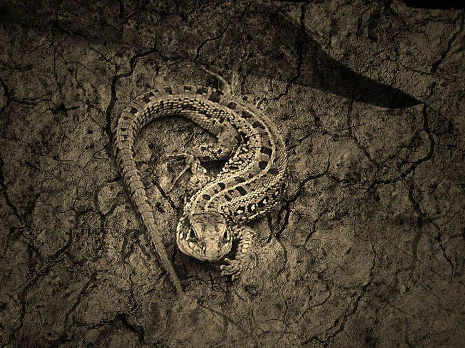 ящерица, Angel-b